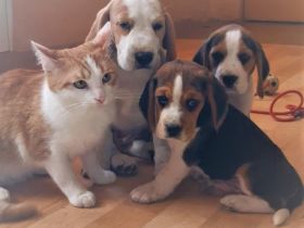 reinrassige kräftige Beagle Welpen suchen ab dem 14.0,7.23 ein neues liebes zu Hause