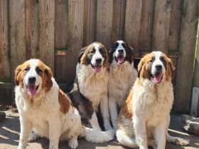 Bernhardinerweibchen suchen DICH!