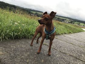 -Deckrüde- Reinrassiger Rehpinscher / Zwergpinscher