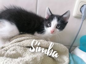 3 süße Kitten suchen ein Liebevolles zu Hause