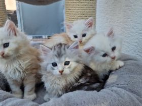 Bezaubernde Sibirerkätzchen mit Papieren