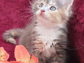 VENNOAS Maine Coon Cattery