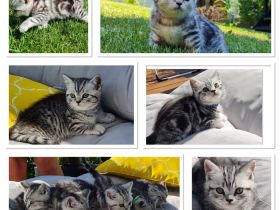 Reinrassige Bkh Kitten