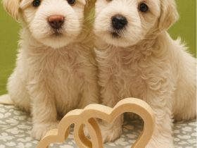 American Zwergschnauzer Welpen