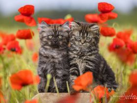 Unsere beiden Jungs warten auf die richtigen Adoptiveltern