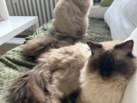 Zwei heilige birma Kater