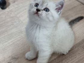 Britisch Kurzhaar / Türkische Angora Kitten
