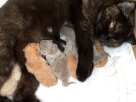 BKH Britisch Kurzhaar noch 1 Baby Kitten Kätzchen Blau +Stammbaum