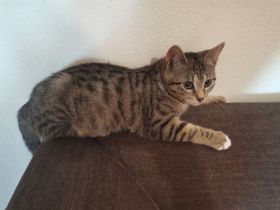 2 Katzen suchen neues liebevolle zu Hause