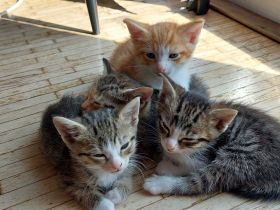 Katzenbabys