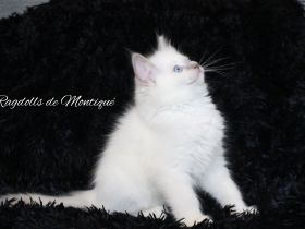 Ragdoll Kitten mit Stammbaum