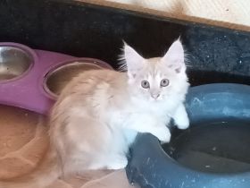 Wir dürfen ausziehen MaineCoon/Nrw.Waldk Kitten