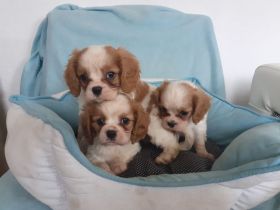Cavalier king charles spaniel