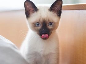 Reinrassige Siamkitten zum niedrigen Preis