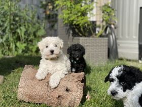 Super süße Havapoo/ Maltipoo Welpen