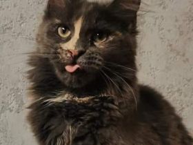 Bildschönes maine coon Mädel