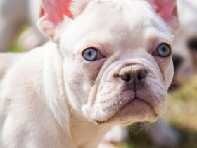 Französische Bulldogge Platinum