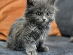 Britisch Longhair Katzenbaby