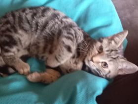 Bengal mix Kitten