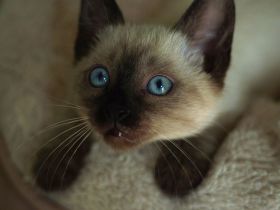 Reinrassige Siam Katzen, alter Typ Thai Siam Kitten