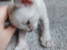 Bengal Snow Mink Kitte