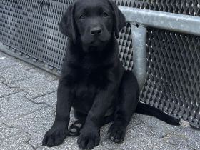 Labrador Retriever Rüde