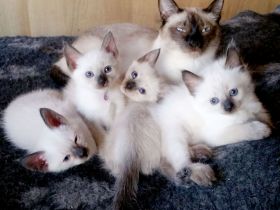 Siamkitten - Old Style Siamese (Wichien-Maat)