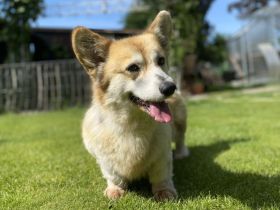 Zwei erwachsene Corgi Hündinnen in liebevolle Hände abzugeben