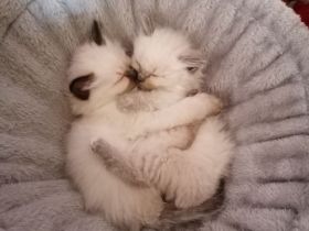 Reinrassige Heilige Birma Kätzchen. 2 sind reserviert!