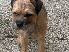 Von der Border-Meute FCI