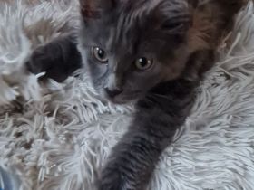 Maine Coon Kitten Weibchen