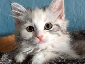 Sibirische Katzen-Kinder