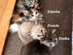 Sibirische Katzen-Kinder