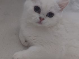 BKH Kitten mit Stammbaum und blau Augen