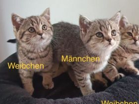 BKH Kitten abholbereit 🤭