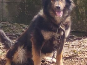 Schäferhündin, liebe, bereits kastrierte Herra vom Züchtersohn ausgesetzt, sucht ein Heim bei tierli