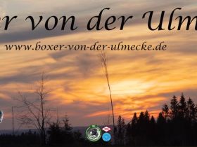 Boxer Zwinger von der Ulmecke