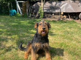 Terrier Welpen