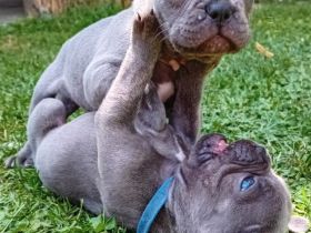 Französische Bulldogge Welpen