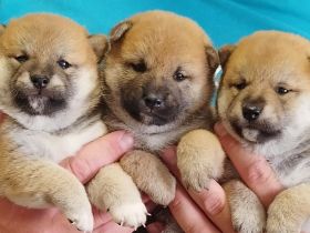 Shiba Inu Welpen, FCI Stammbaum