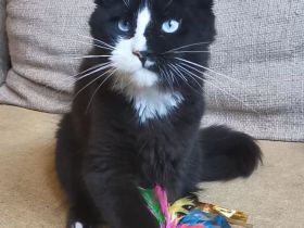 Maine-Coon-Kätzchen mit blauen Augen (mit Stammbaum)