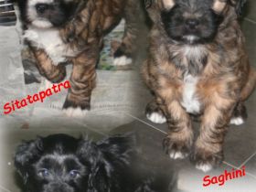 Kirsei-Kra Tibet Terrier Welpen ( VDH / ILT )