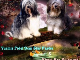 WURFANKÜNDIGUNG Kirsei-Kra Tibet Terrier Welpen ( VDH / ILT )