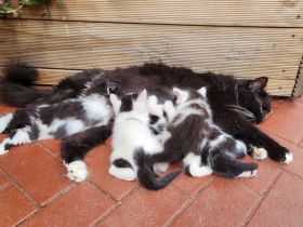 Mix - Kätzchen Kater Katze Kitten BLH langhaar