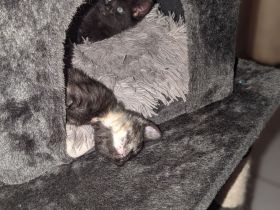 Kleine Racker suchen ein Zuhause