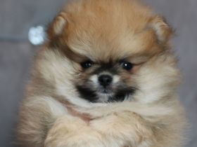 Wunderschöne Pomeranian Zwergspitz Welpen Boo Bärchen