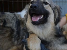 liebe, soziale, kastrierte Popy 2 im rumänischen Tierheim, sucht tierliebe Adoptanten