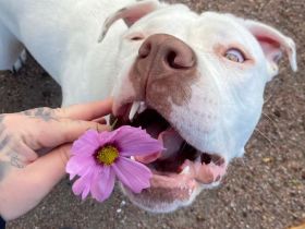 American Bully XL sucht..