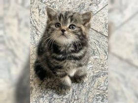 Zuckersüße und verschmuste BKH Kitten suchen neues Zuhause!