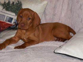 Magyar Vizsla Welpen